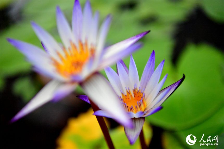 ?????????????????????????? ?????????????????????